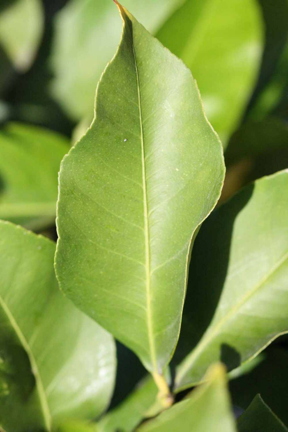            Unifoliolate leaf (Persian SPB-7, Riverside, CA)   